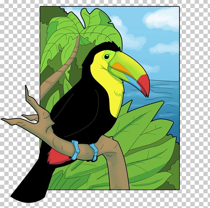 Beak Keel-billed Toucan Drawing Channel-billed Toucan PNG, Clipart, Beak, Bill, Bird, Cartoon, Channelbilled Toucan Free PNG Download