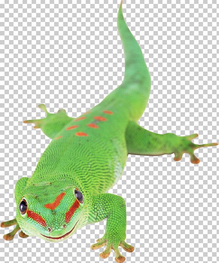 Lizard PNG, Clipart, Lizard Free PNG Download