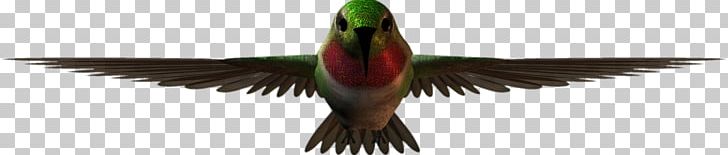Bird Macaw Feather Vertebrate Beak PNG, Clipart, Animal, Beak, Bird, Carnival, Feather Free PNG Download