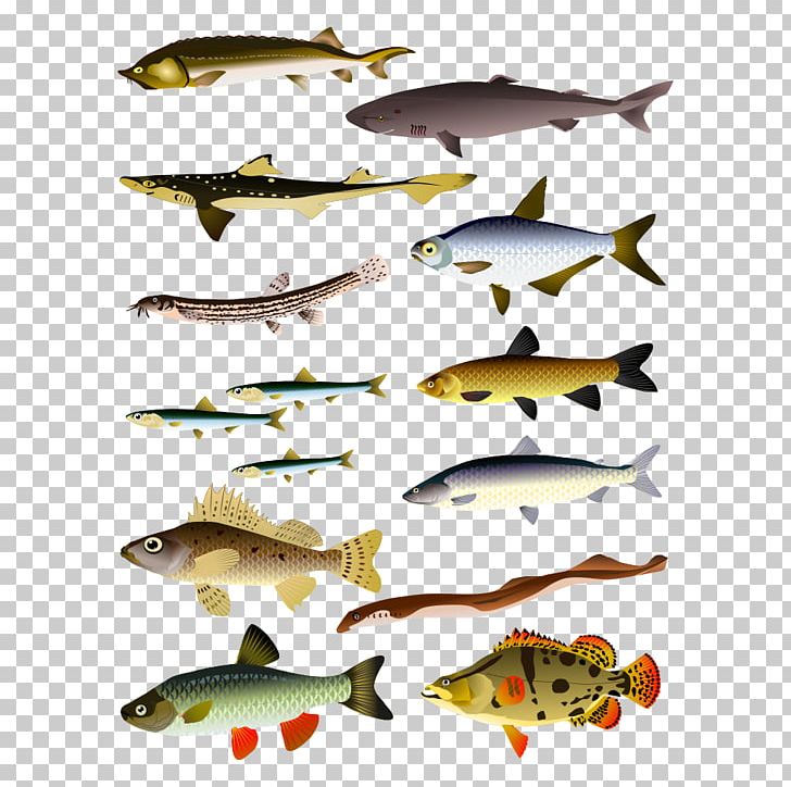 Carassius Auratus Fish Beluga Whale Illustration PNG, Clipart, Adobe Illustrator, Animals, Aquarium Fish, Cartoon, Cartoon Fish Free PNG Download