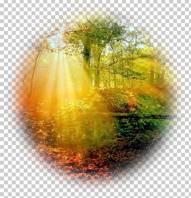 Forest Autumn Tree Desktop PNG, Clipart, Autumn, Computer Wallpaper, Desktop Wallpaper, Forest, Grass Free PNG Download