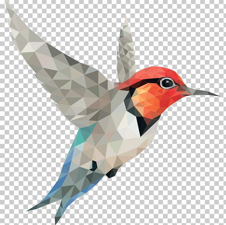 Portable Network Graphics Desktop Bird PNG, Clipart, Beak, Bird, Colibri, Data Compression, Desktop Wallpaper Free PNG Download