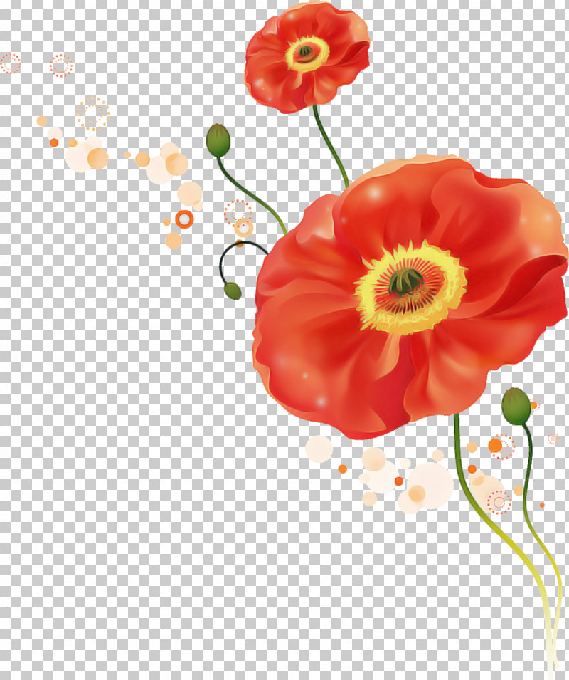 Flower Red Plant Petal Corn Poppy PNG, Clipart, Anemone, Coquelicot, Corn Poppy, Cut Flowers, Flower Free PNG Download
