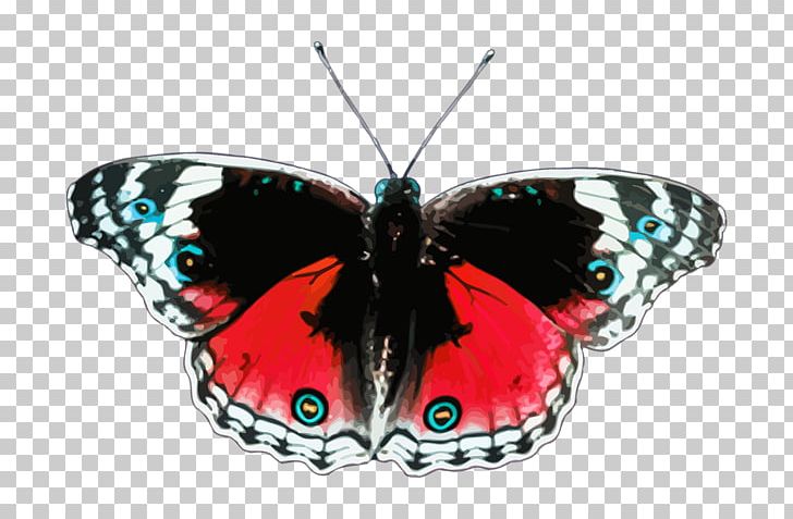 Butterflies & Insects Portable Network Graphics Open PNG, Clipart, Animal, Animals, Arthropod, Brush Footed Butterfly, Butterflies And Moths Free PNG Download