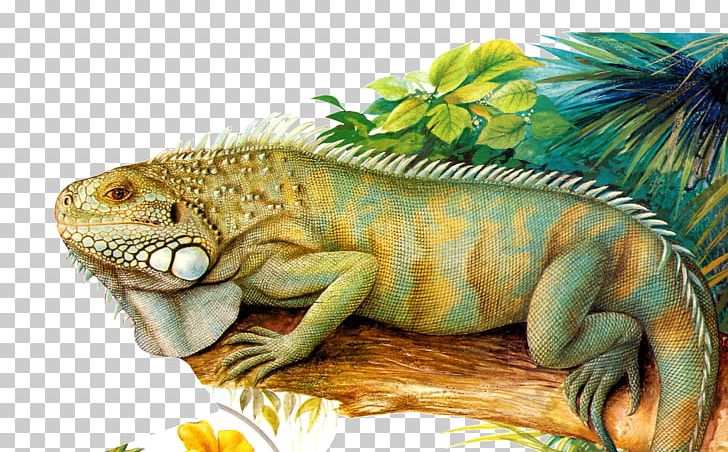 Common Iguanas Chameleons Reptile PNG, Clipart, Animal, Animals, Biological, Common Iguanas, Encapsulated Postscript Free PNG Download