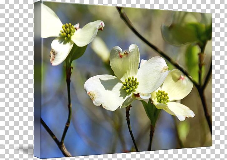 Flora Flowering Dogwood Desktop Wildflower PNG, Clipart, Birthday, Blossom, Branch, Computer, Computer Wallpaper Free PNG Download