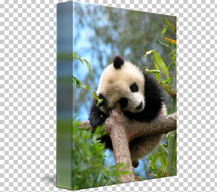 Giant Panda Red Panda Bear Zhen Zhen Тур PNG, Clipart, Animal, Bear, Carnivoran, Excursion, Fauna Free PNG Download