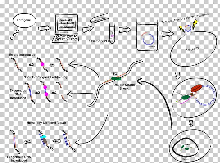 Transcription Activator-like Effector Nuclease Genome Editing Immune Checkpoint PD-L1 PNG, Clipart, Angle, Area, Biology, Cancer, Cancer Immunotherapy Free PNG Download