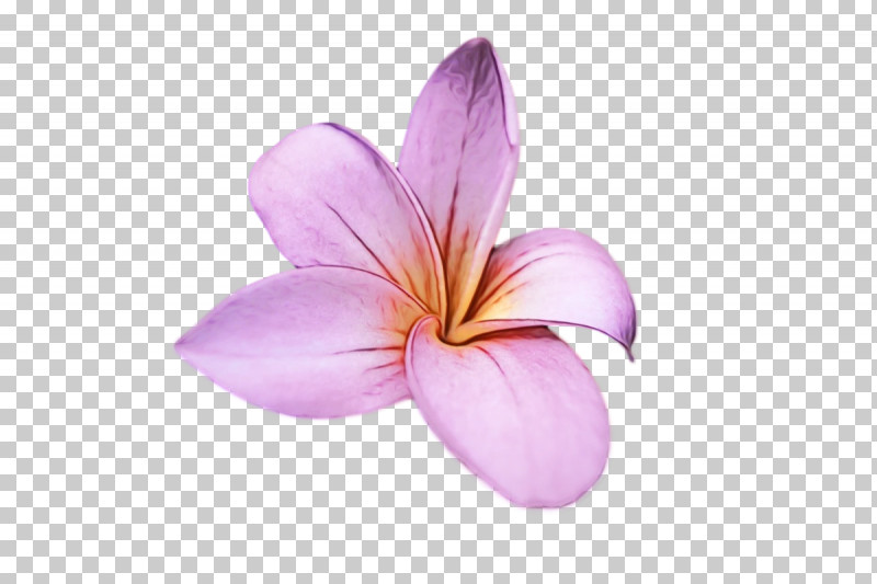 Flower Lilac M Petal Close-up PNG, Clipart, Closeup, Flower, Lilac M, Paint, Petal Free PNG Download
