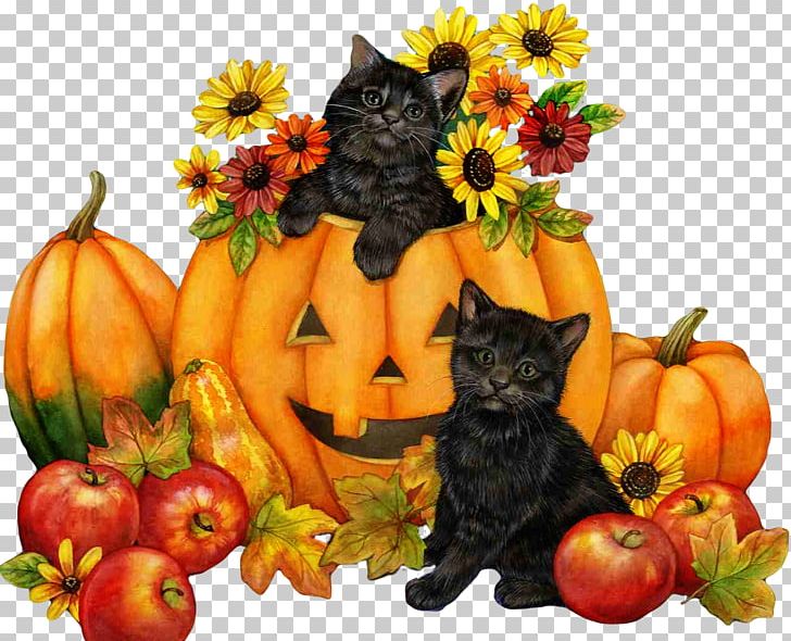 Cat Kitten Halloween PNG, Clipart, Black Cat, Calabaza, Cat, Cucurbita, Cuteness Free PNG Download