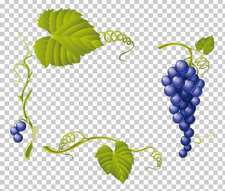 Common Grape Vine Wine Grape Leaves PNG, Clipart, Common Grape Vine, Drawing, Flowering Plant, Food, Food Drinks Free PNG Download