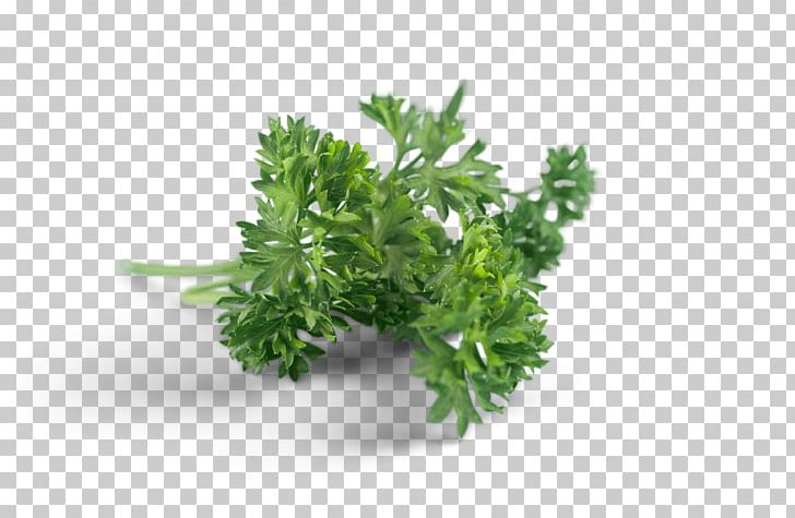 Herb Rainfresh (Vic) Pty. Ltd. Vegetable Rainfresh Vic PNG, Clipart, Customer, Customer Service, Fines Herbes, Food Drinks, Herb Free PNG Download