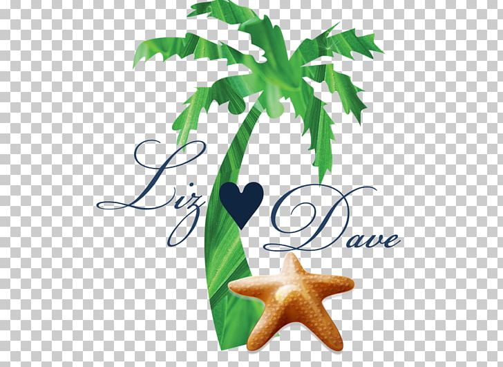 Palm Trees Graphics Plants PNG, Clipart, Arecales, Leaf, Nature, Organism, Palm Trees Free PNG Download