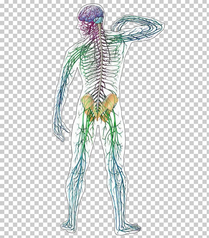Central Nervous System Human Anatomy Human Body PNG, Clipart, Anatomy, Arm, Central Nervous System, Fictional Character, Head Free PNG Download