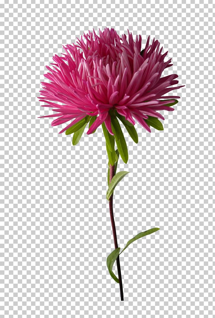 Chrysanthemum Plant Purple PNG, Clipart, Annual Plant, Artificial Flower, Aster, Chrysanths, Cut Flowers Free PNG Download