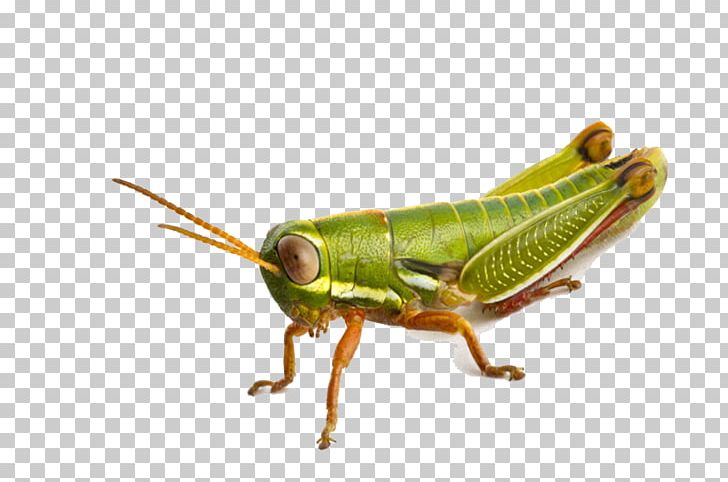 Grasshopper Icon PNG, Clipart, Arthropod, Bush Crickets, Computer Icons, Cricket, Cricket Like Insect Free PNG Download