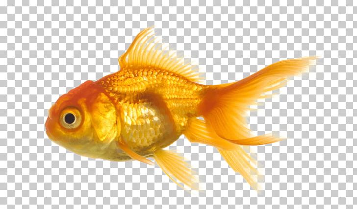 Oranda Koi Fish PNG, Clipart, Animals, Bony Fish, Computer Icons, Desktop Wallpaper, Display Resolution Free PNG Download