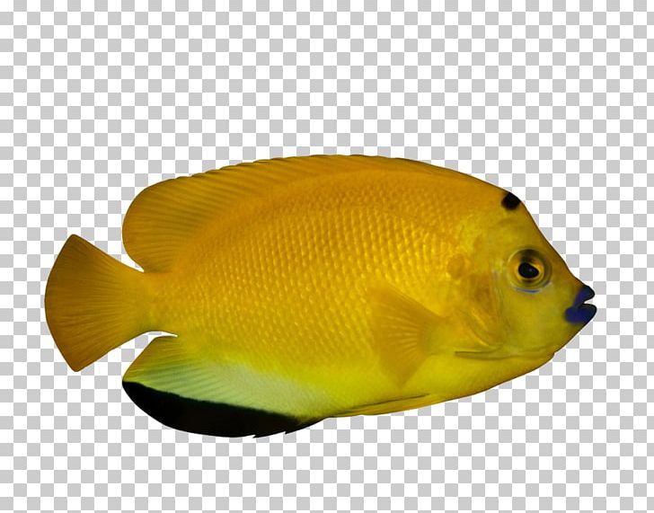 Ornamental Fish Tropical Fish Deep Sea Fish PNG, Clipart, Animals, Aquarium Fish, Aquariums, Coral Reef Fish, Deep Free PNG Download
