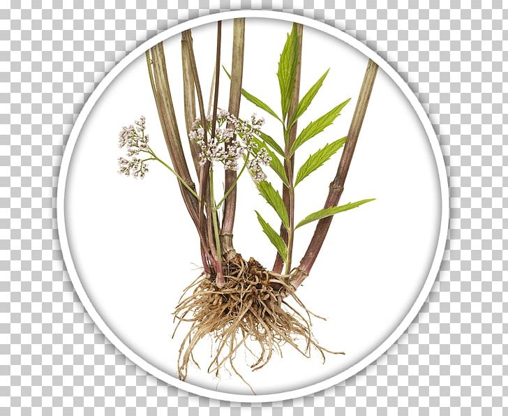 Red Valerian Plant Officinalis PNG, Clipart, Alamy, Branch, Flowerpot, Food Drinks, Grass Free PNG Download