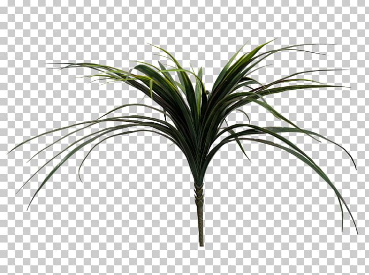 Arecaceae Grasses Plant Stem Leaf Tree PNG, Clipart, Arecaceae, Arecales, Grass, Grasses, Grass Family Free PNG Download