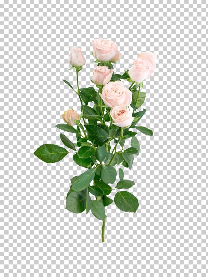 Garden Roses Cabbage Rose Pink Flower Bouquet Floral Design PNG, Clipart, Artificial Flower, Cut Flowers, Floral Design, Floristry, Flower Free PNG Download