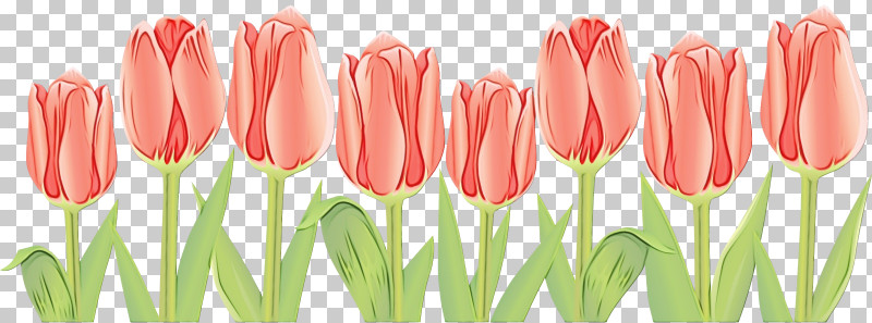Tulip Flower Petal Pink Cut Flowers PNG, Clipart, Bud, Cut Flowers, Flower, Herbaceous Plant, Lady Tulip Free PNG Download
