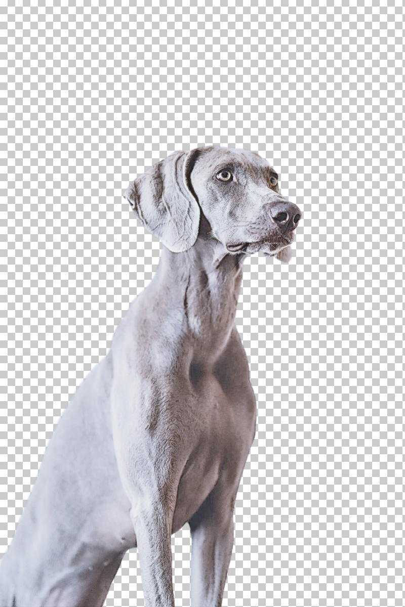 Dog Weimaraner Sporting Group Great Dane Pointing Breed PNG, Clipart, Companion Dog, Dog, Fawn, Great Dane, Nonsporting Group Free PNG Download
