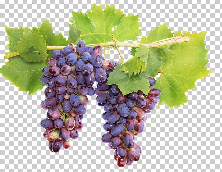 Cabernet Sauvignon Wine Grape Vine Raisin PNG, Clipart, Cabernet Sauvignon, Common Grape Vine, Flowering Plant, Food, Food Drinks Free PNG Download