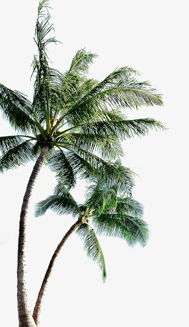 Coconut Tree PNG, Clipart, Coconut, Coconut Clipart, Coconut Clipart, Coconut Tree, Tree Free PNG Download