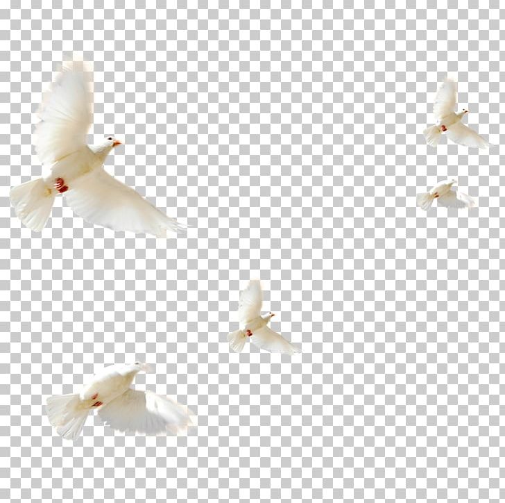 Columbidae Bird Doves As Symbols PNG, Clipart, Animals, Beak, Bird, Bird Flight, Columbidae Free PNG Download