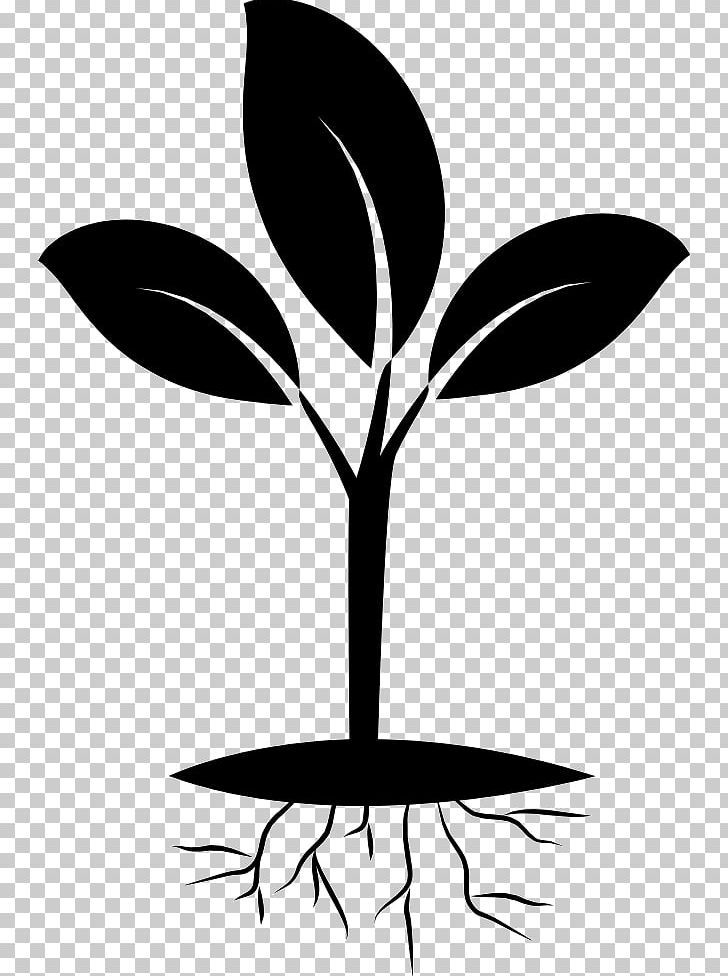 Plant Eastern Black Walnut Seedling Rose PNG, Clipart, Artwork, Black And White, Branch, Bulb, Cdr Free PNG Download