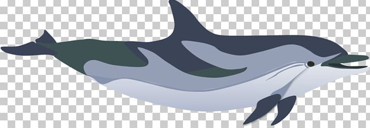 Tucuxi Common Bottlenose Dolphin Striped Dolphin Porpoise Killer Whale PNG, Clipart, Bluetongued Skink, Bottlenose Dolphin, Cetacea, Chameleons, Common Bottlenose Dolphin Free PNG Download