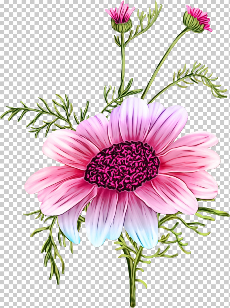 Floral Design PNG, Clipart, Annual Plant, Argyranthemum, Aster, Chrysanthemum, Cut Flowers Free PNG Download