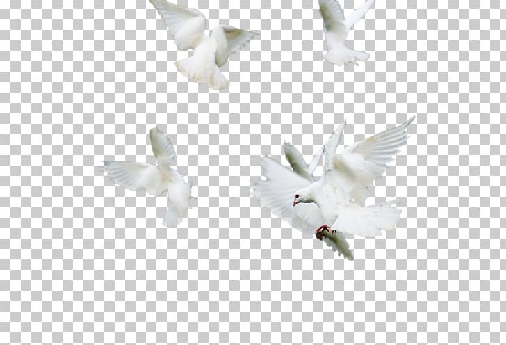 Columbidae Doves As Symbols Encapsulated PostScript PNG, Clipart, Beak, Bird, Columbidae, Dive, Doves As Symbols Free PNG Download