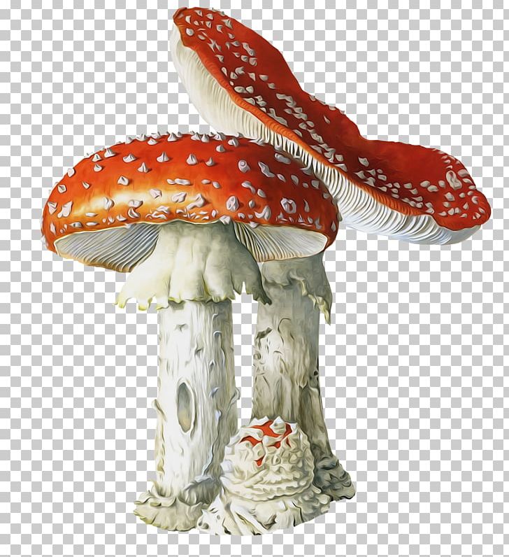 Poisonous Mushroom Fungus Amanita Muscaria Mushroom Poisoning PNG, Clipart, Amanita Muscaria, Calocybe Gambosa, Common Mushroom, Death Cap, Edible Mushroom Free PNG Download