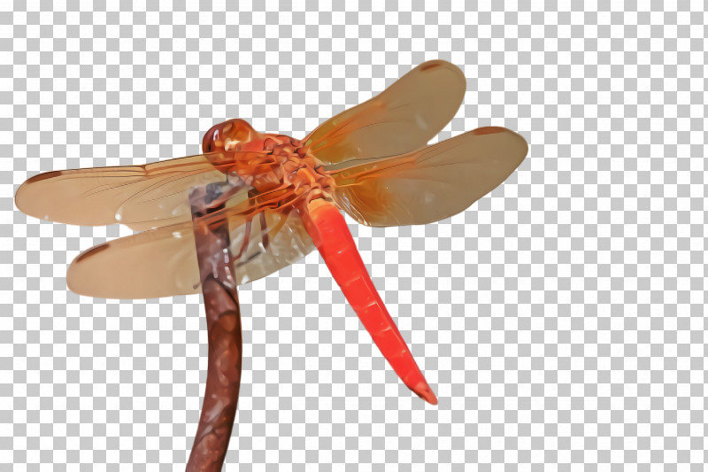 Orange PNG, Clipart, Dragonflies And Damseflies, Dragonfly, Insect, Orange, Pest Free PNG Download