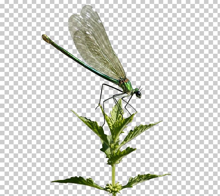 Damselflies Dragonfly Butterfly Beetle PNG, Clipart, Animal, Arthropod, Bee, Beetle, Bocek Free PNG Download