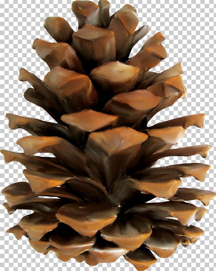 Pine Conifer Cone Euclidean PNG, Clipart, Beautiful, Beautiful Pine Cones, Beauty, Beauty Salon, Brown Free PNG Download