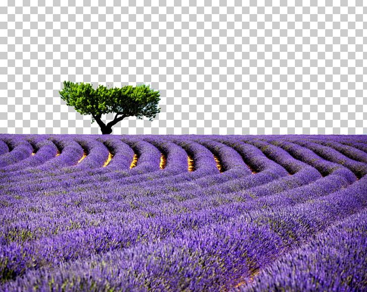 Provence Lavender High-definition Television Desktop PNG, Clipart, 4k Resolution, Crop, Display Resolution, English Lavender, Field Free PNG Download