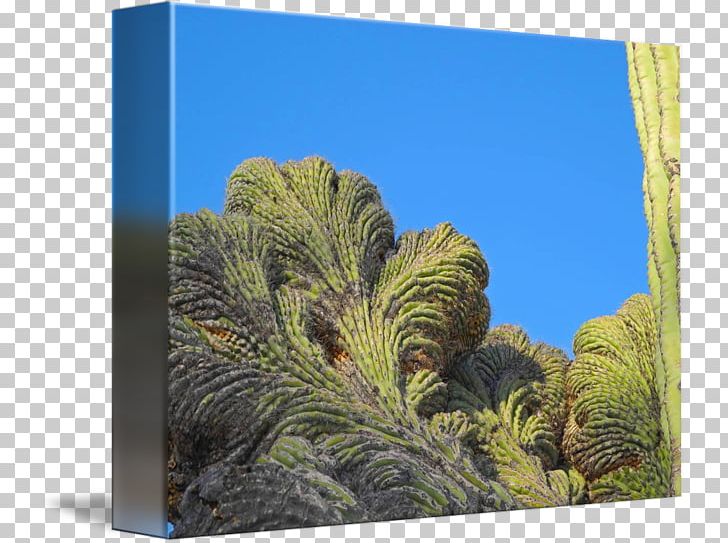Saguaro Cactaceae Stock Photography Royalty Payment PNG, Clipart, Biome, Cactaceae, Ecosystem, Grass, Landscape Free PNG Download