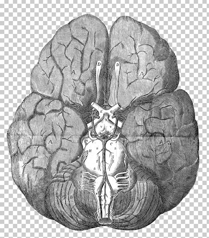 The Anatomy Of The Brain Circle Of Willis Human Anatomy PNG, Clipart, Anatomy, Anatomy Of The Brain, Artery, Black And White, Brain Free PNG Download