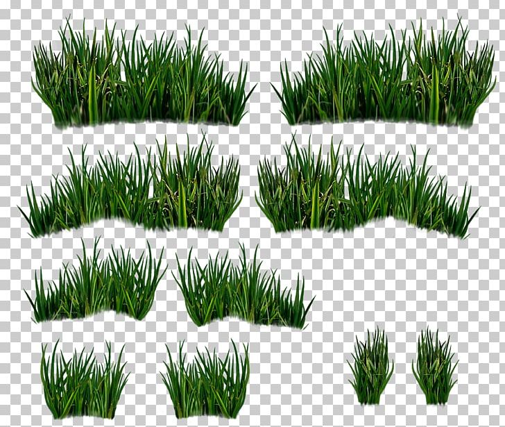 Vetiver Wheatgrass Vegetation Commodity Lawn PNG, Clipart, Chrysopogon, Chrysopogon Zizanioides, Cim, Commodity, Evergreen Free PNG Download