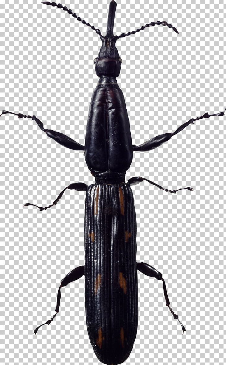 Beetle PNG, Clipart, Art Bug, Arthropod, Beetle, Bug, Bugs Free PNG Download