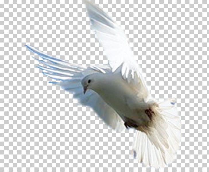 Bird Of Prey Beak Columbidae Domestic Pigeon PNG, Clipart, Animal, Animals, Autumn, Beak, Bird Free PNG Download