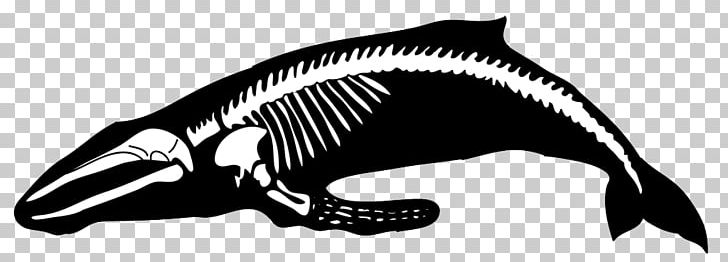 Marine Mammal Humpback Whale Cetacea Human Skeleton PNG, Clipart, Beak, Beluga Whale, Black And White, Blue Whale, Bottlenose Dolphin Free PNG Download