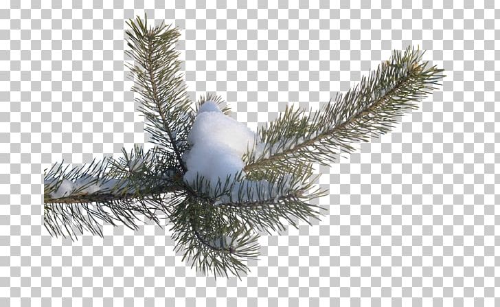 Fir PNG, Clipart, Animation, Anime, Blog, Bor, Branch Free PNG Download