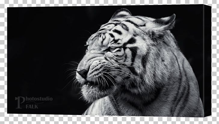 Golden Tiger Black Tiger White Tiger High-definition Television PNG, Clipart, Animal, Animals, Big Cats, Carnivoran, Cat Like Mammal Free PNG Download