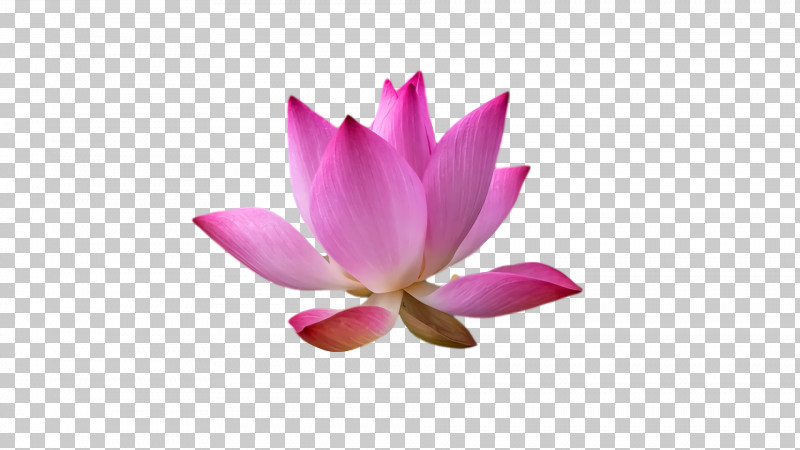 Sacred Lotus Nelumbonaceae Petal Flower M PNG, Clipart, Computer, Flower, M, Nelumbonaceae, Petal Free PNG Download