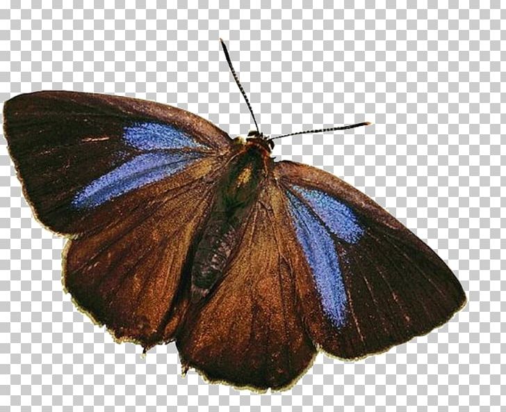 Nymphalidae Lycaenidae Pieridae Moth Butterfly PNG, Clipart, Blue Butterfly, Brush Footed Butterfly, Butterflies, Butterfly, Butterfly Group Free PNG Download