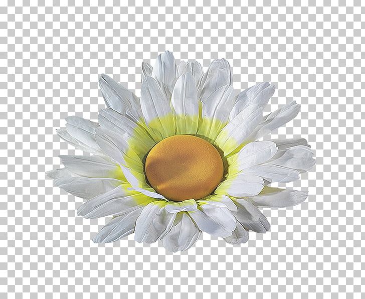 Transvaal Daisy Cut Flowers Petal PNG, Clipart, Chickadee, Cut Flowers, Daisy, Daisy Family, Flower Free PNG Download